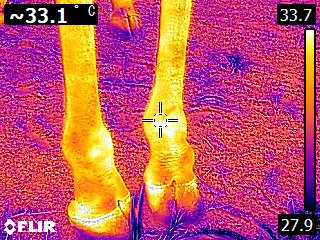 Giraffe's Feet (Thermal).jpg